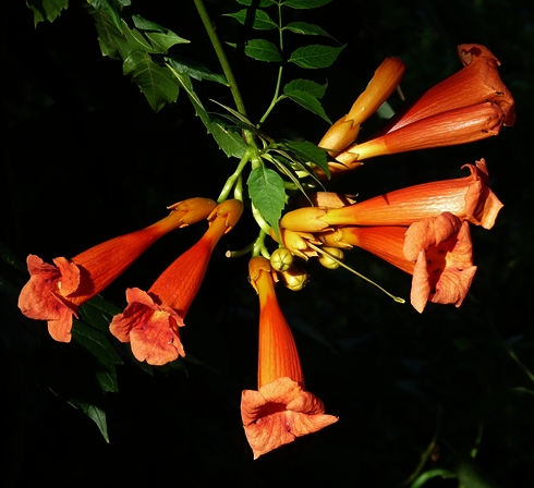 {Campsis radicans}